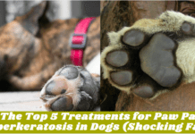 The Top 5 Treatments for Paw Pad Hyperkeratosis in Dogs (Shocking Facts) The Top 5 Treatments for Paw Pad Hyperkeratosis in Dogs (Shocking Facts)