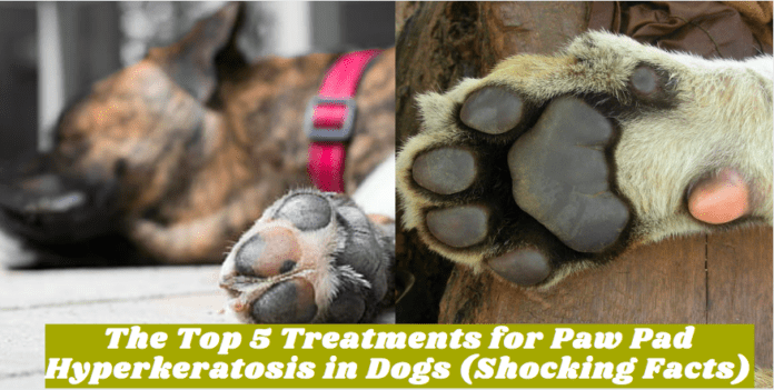 The Top 5 Treatments for Paw Pad Hyperkeratosis in Dogs (Shocking Facts)