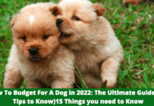 How To Budget For A Dog in 2022: The Ultimate Guide (+ 7 Tips to Know) How To Budget For A Dog in 2022: The Ultimate Guide (+ 7 Tips to Know)