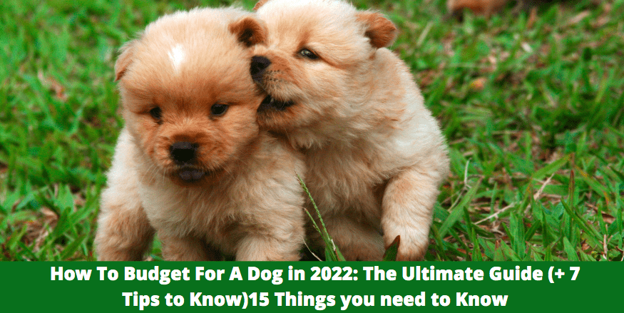 How To Budget For A Dog in 2022: The Ultimate Guide (+ 7 Tips to Know)