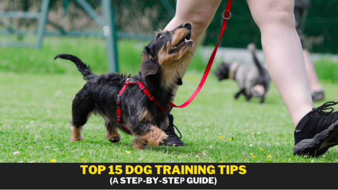 Շների վարժեցում. 15 թվականին շների վարժեցման լավագույն 2022 խորհուրդները (Ա քայլ առ քայլ ուղեցույց)