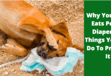 Why Your Dog Eats Poopy Diapers? 5 Things You Can Do To Prevent It Why Your Dog Eats Poopy Diapers? 3 Things You Can Do To Prevent It