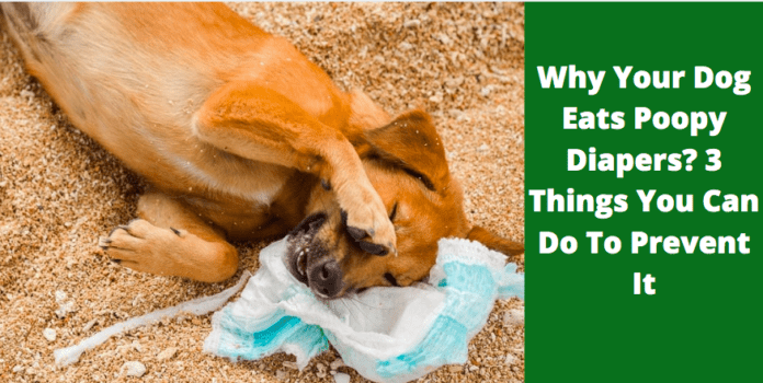 Kodėl jūsų šuo valgo sauskelnes? 3 dalykai, kuriuos galite padaryti, kad to išvengtumėte