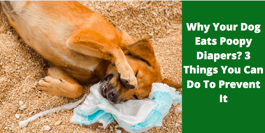 Why Your Dog Eats Poopy Diapers? 3 Things You Can Do To Prevent It