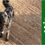 The Definitive Guide: Top 7 Reasons Why Your Dog is Itching and Effective Solutions (2024 Update) The Top 5 Reasons Why Your Dog Might Be Itching and How to Stop it