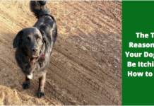 The Definitive Guide: Top 7 Reasons Why Your Dog is Itching and Effective Solutions (2024 Update) The Top 5 Reasons Why Your Dog Might Be Itching and How to Stop it