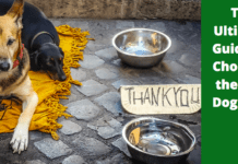 The Ultimate Guide for Choosing the Best Dog Bowl in 2022 (8 Types) The Ultimate Guide for Choosing the Best Dog Bowl in 2022 (10 Tips)