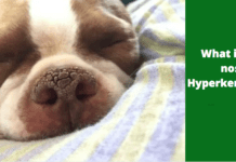 What is Dog Nose Hyperkeratosis? 7 Things to Know (+ Treatment) What is Dog nose hyperkeratosis? 7 Things to Know (+ Treatment)