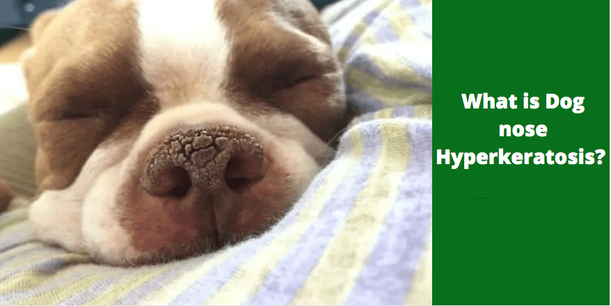 What is Dog nose hyperkeratosis? 7 Things to Know (+ Treatment)