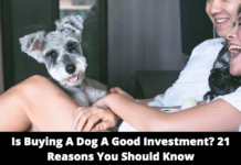 Is Buying A Dog A Good Investment? 21 Reasons You Should Know Is Buying A Dog A Good Investment? 21 Reasons You Should Know
