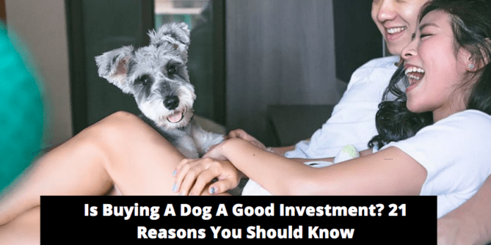 શું કૂતરો ખરીદવો એ સારું રોકાણ છે? 21 કારણો તમારે જાણવું જોઈએ