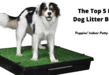 The Top 5 Best Dog Litter Boxes: Puppies’ Indoor Potty Solutions! The Top 5 Best Dog Litter Boxes: Puppies' Indoor Potty Solutions!