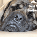 What Are the Best Options for Senior Dog Food?