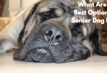 What Are the Best Options for Senior Dog Food? Best Choices in 2024 What Are the Best Options for Senior Dog Food?
