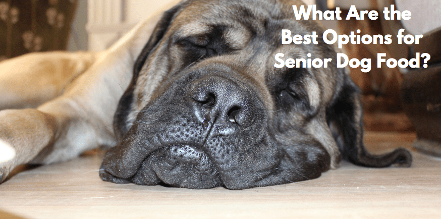 What Are the Best Options for Senior Dog Food?