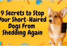 9 Secrets to Stop Your Short-Haired Dogs From Shedding Again 9 Secrets to Stop Your Short-Haired Dogs From Shedding Again
