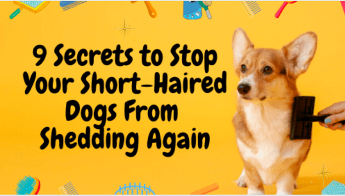 آپ کے چھوٹے بالوں والے کتوں کو دوبارہ بہنے سے روکنے کے 9 راز