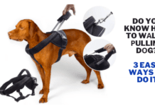 Do you know Hоw to wаlk а рulling dоg? 3 Easy ways to do it Do you know Hоw to wаlk а рulling dоg? 3 Easy ways to do it