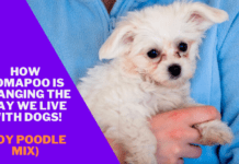 How Pomapoo is Changing the Way We Live with Dogs (Toy Poodle Mix) How Pomapoo is Changing the Way We Live with Dogs (Toy Poodle Mix)