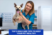Top 5 Dog Care Tips To Keep Your Pet Healthy Top 5 Dog Care Tips To Keep Your Pet Healthy