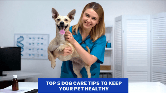 Top 5 Dog Care Tips To Keep Your Pet Healthy