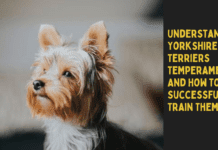 Understanding Yorkshire Terriers Temperament And How To Successfully Train Them General Temperament Of Yorkshire Terriers