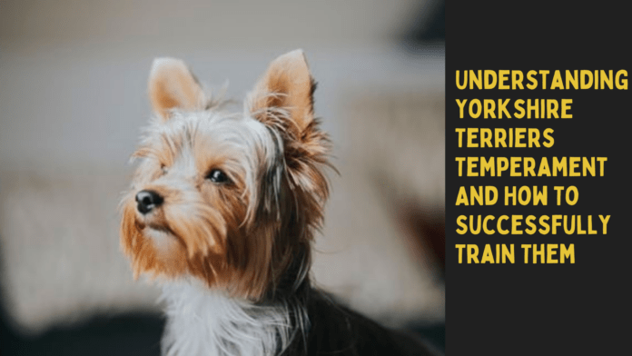 Temperamentul general al Yorkshire Terriers
