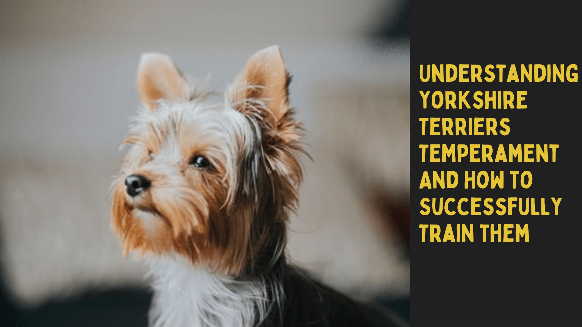 Understanding Yorkshire Terriers Temperament And How To Successfully 