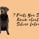 7 Facts You Should Know about the Silver Labrador 7 Facts You Should Know about the Silver Labrador