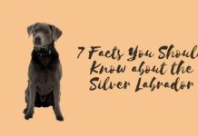 7 Facts You Should Know about the Silver Labrador 7 Facts You Should Know about the Silver Labrador
