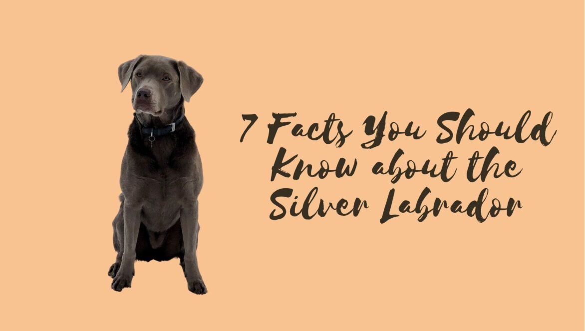 7 Facts You Should Know about the Silver Labrador
