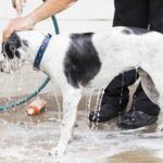 Tips to Always Keep in Mind When Training Dogs in 2022