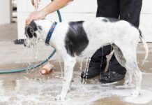 Tips to Always Keep in Mind When Training Dogs in 2022 Tips to Always Keep in Mind When Training Dogs in 2022