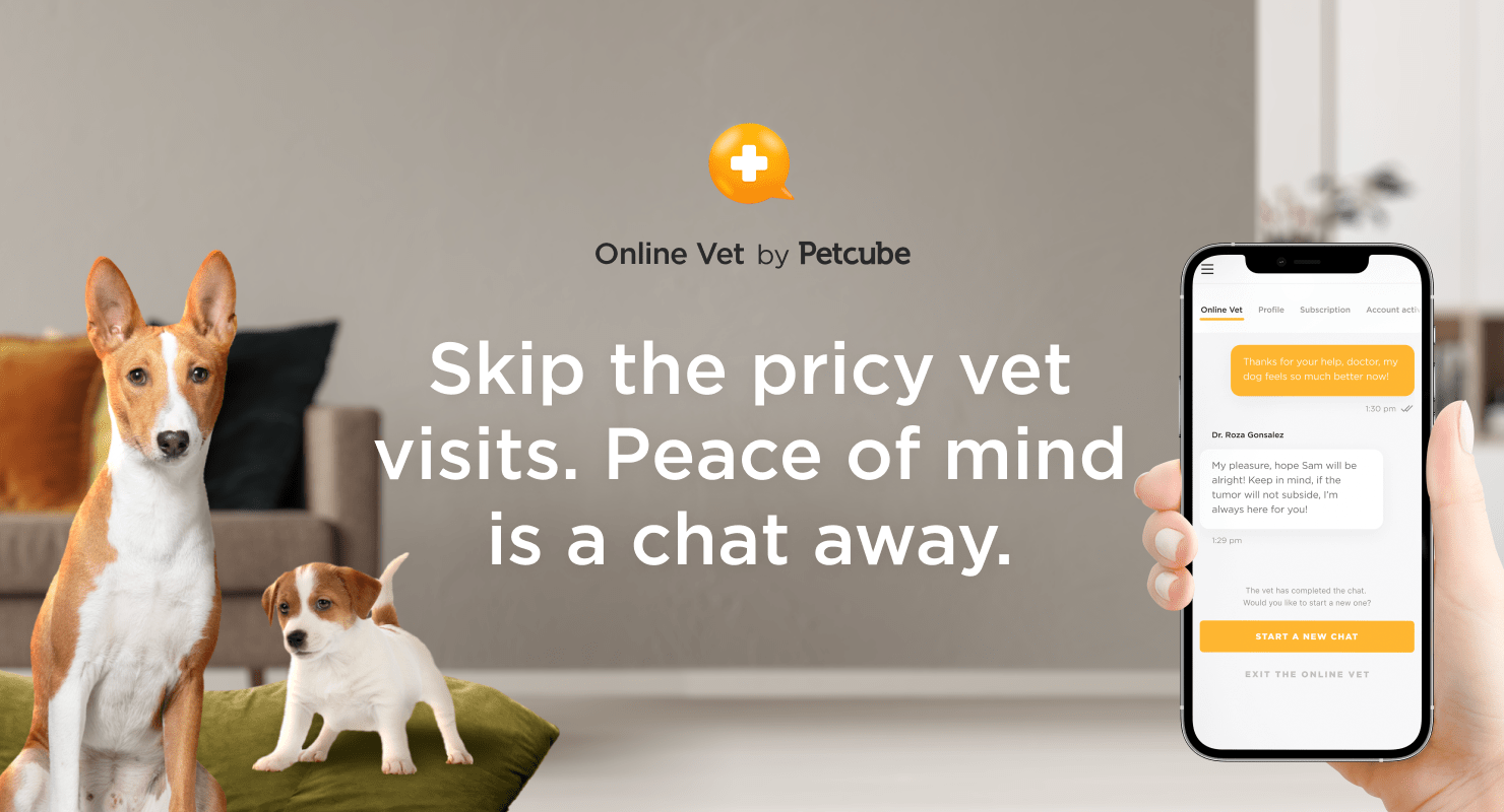 Online Vet: What to Know About Telemedicine and Pet Insurance Alternatives