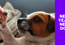 New Year; New Dog – ( Resolutions and goals for your dog in 2022 ) New Year; New Dog - ( Resolutions and goals for your dog in 2022'?)