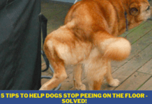 5 Tips to Help Dogs Stop Peeing on the floor – Solved! 5 Tips to Help Dogs Stop Peeing on the floor - Solved!