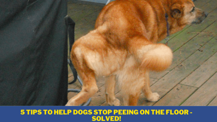 5 Tips to Help Dogs Stop Peeing on the floor - Solved!