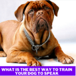 What is the Best Way to Train Your Dog to Speak? - 7 Secret Tips to Know