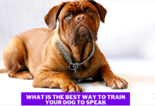 What is the Best Way to Train Your Dog to Speak? – 7 Tips to Know What is the Best Way to Train Your Dog to Speak? - 7 Secret Tips to Know