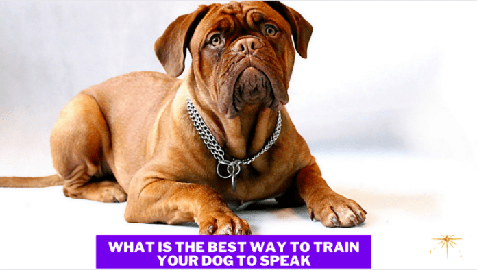 Qual é a melhor maneira de treinar seu cão a falar? - 7 dicas secretas para saber