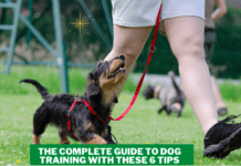 The Complete Guide to Dog Training with These 6 Tips The Complete Guide to Dog Training with These 6 Tips