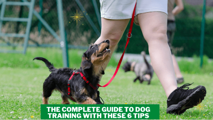 Popoln vodnik za šolanje psov s temi 6 nasveti