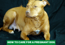 How to Care for a Pregnant Dog – 7 Things to Know How to Care for a Pregnant Dog - 7 Things to Know