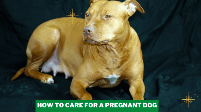 How to Care for a Pregnant Dog - 7 Things to Know