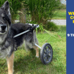 Are Dog Wheelchairs Considered Hurtful? 9 Things to Know