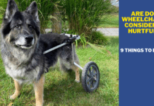 Are Dog Wheelchairs Considered Hurtful? 9 Things to Know Are Dog Wheelchairs Considered Hurtful? 9 Things to Know