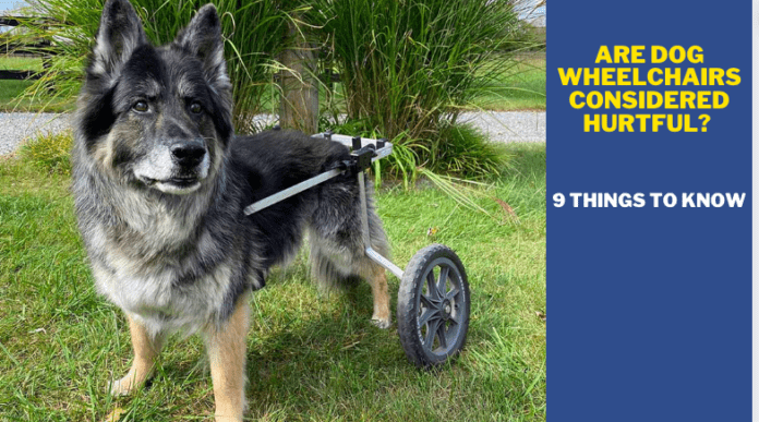 ¿Se consideran dañinas las sillas de ruedas para perros? 9 cosas que debe saber