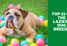 Top 21 of the laziest dog breeds, 3 Most Common Reasons Why Top 21 of the laziest dog breeds, for owners who stay in bed all day