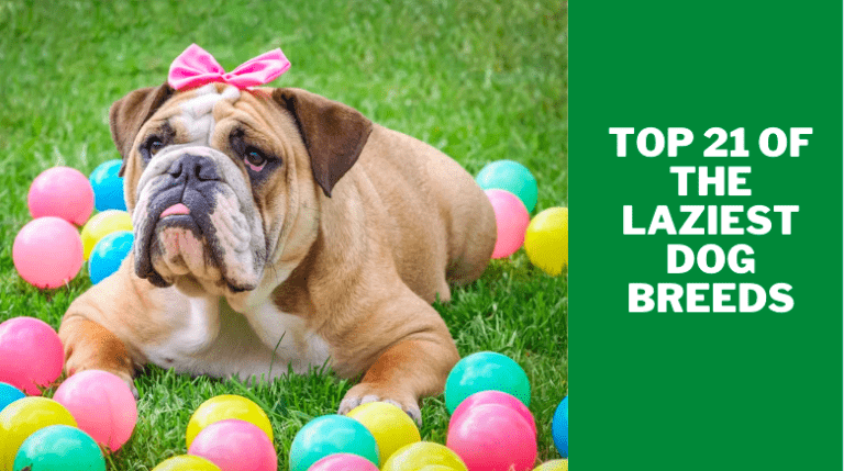 Top 21 of the laziest dog breeds, 3 Most Common Reasons Why