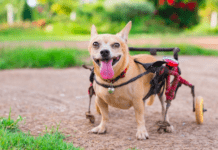 8 Ways A Dog Wheelchair Helps Pets With Rear Leg Issues 8 Ways A Dog Wheelchair Helps Pets With Rear Leg Issues